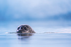 harbor seal