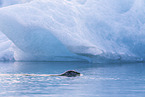 harbor seal