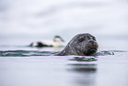 harbor seal