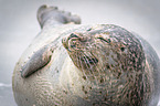 common seal