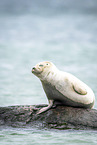 common seal