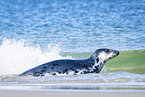 common seal
