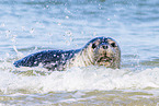 common seal