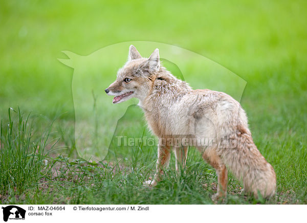 corsac fox / MAZ-04664