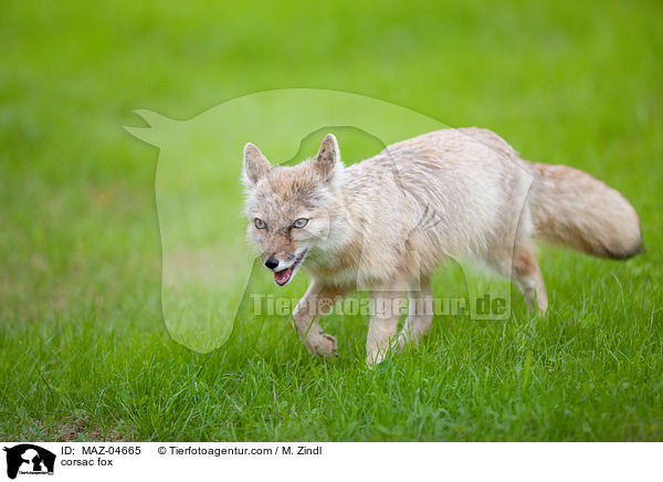 corsac fox / MAZ-04665