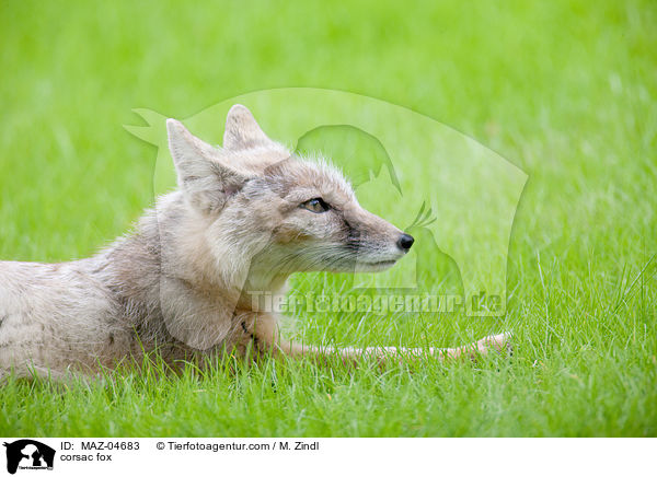 corsac fox / MAZ-04683