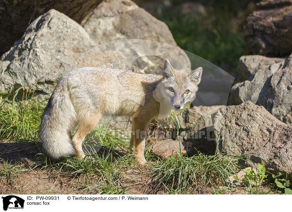 Steppenfuchs / corsac fox / PW-09931