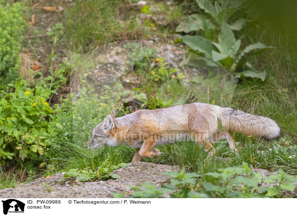 corsac fox / PW-09989
