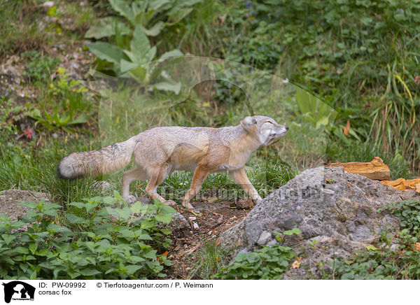 corsac fox / PW-09992