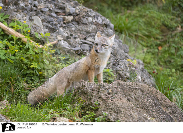 Steppenfuchs / corsac fox / PW-10001