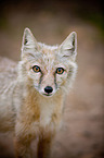 corsac fox