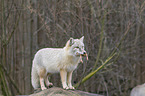 standing Corsac Fox