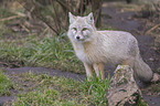 standing Corsac Fox