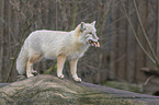 standing Corsac Fox