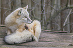 sitting Corsac Fox
