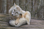 sitting Corsac Fox