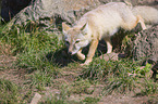 corsac fox