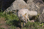 corsac fox