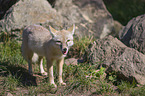 corsac fox