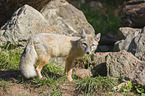 corsac fox