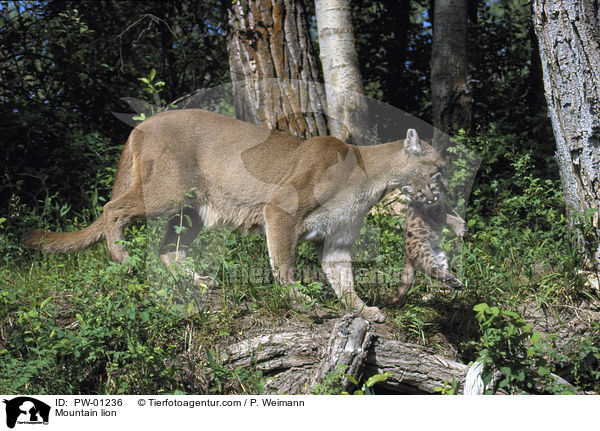 Berglwe / Mountain lion / PW-01236