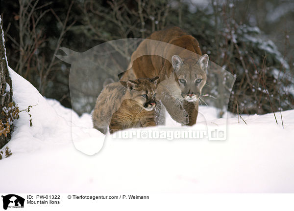 Berglwen / Mountain lions / PW-01322