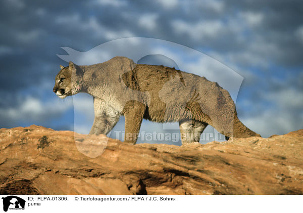 puma / FLPA-01306