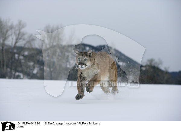 puma / FLPA-01316