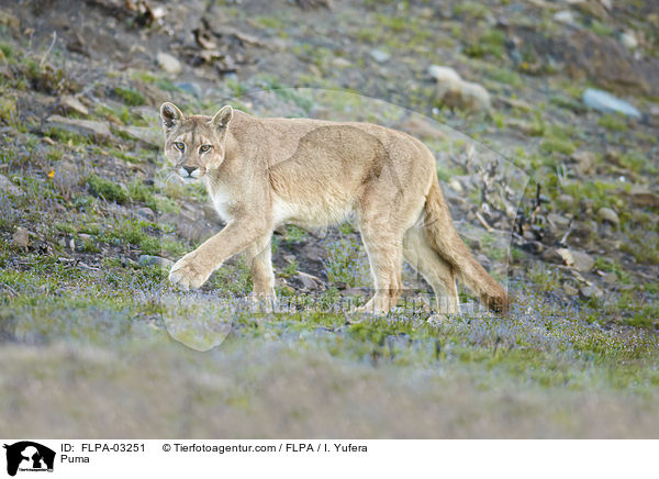 Berglwe / Puma / FLPA-03251