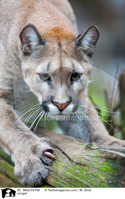 Berglwe / cougar / MAZ-04766