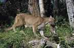 Mountain lion