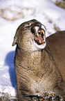 Mountain lion