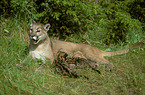 pumas