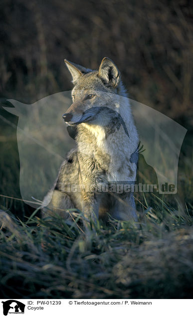 Kojote / Coyote / PW-01239