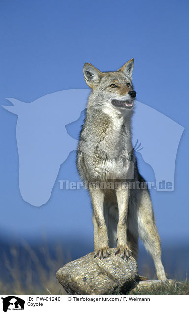 Kojote / Coyote / PW-01240