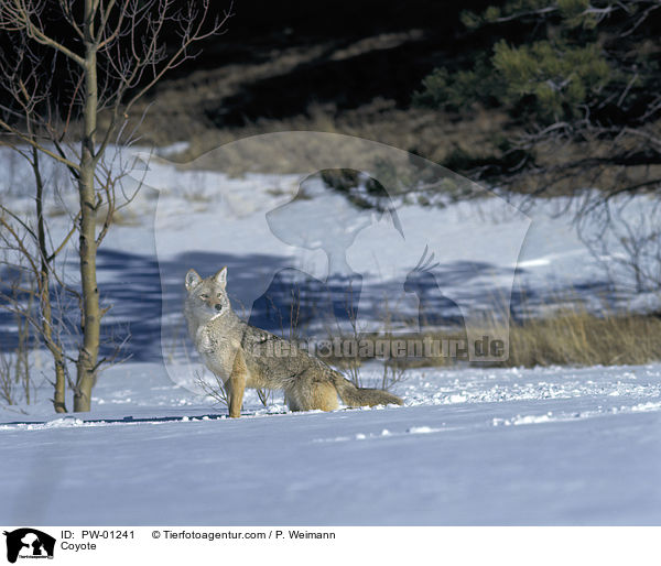 Kojote / Coyote / PW-01241