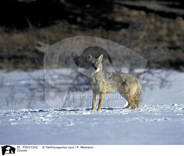 Kojote / Coyote / PW-01242