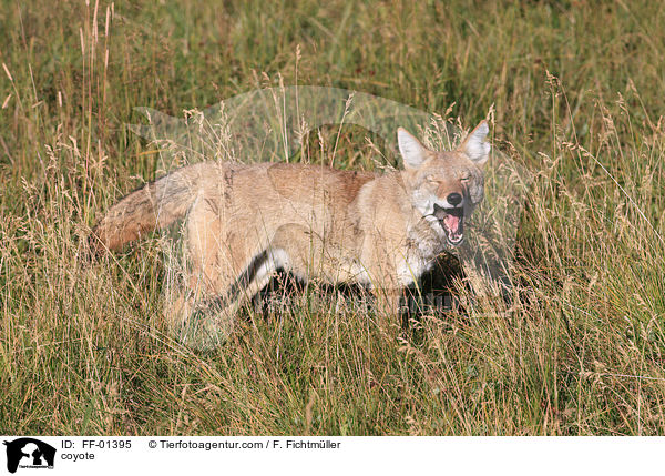 Kojote / coyote / FF-01395