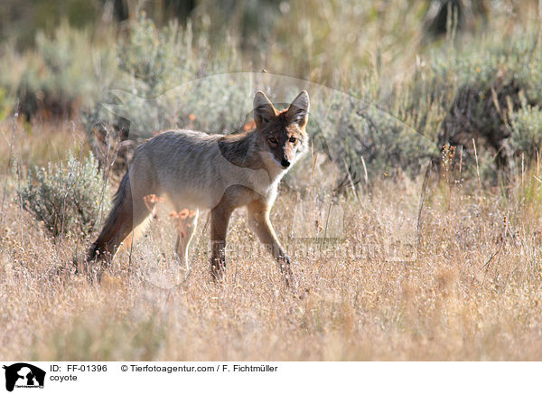 coyote / FF-01396