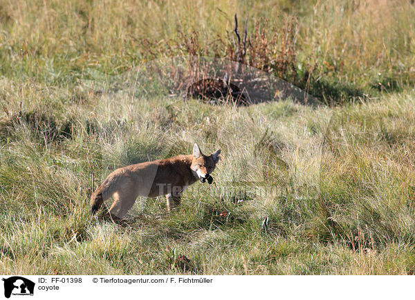 Kojote / coyote / FF-01398