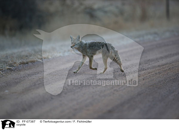 Kojote / coyote / FF-07387