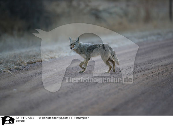 Kojote / coyote / FF-07388