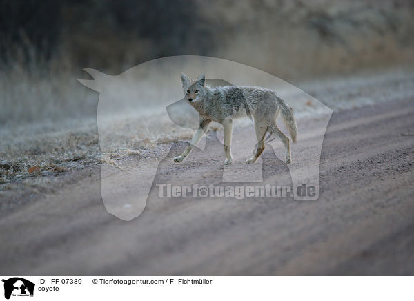 coyote / FF-07389