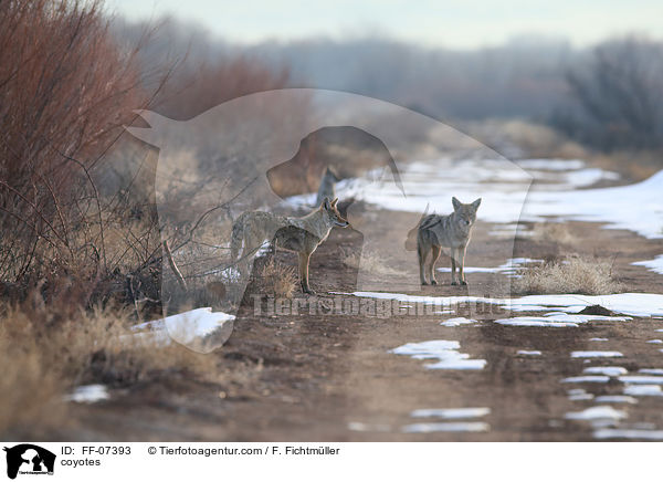 coyotes / FF-07393