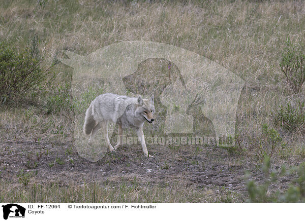 Kojote / Coyote / FF-12064