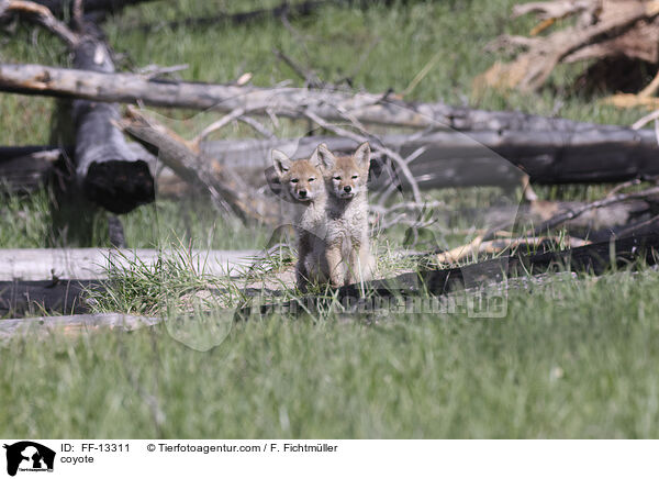 coyote / FF-13311