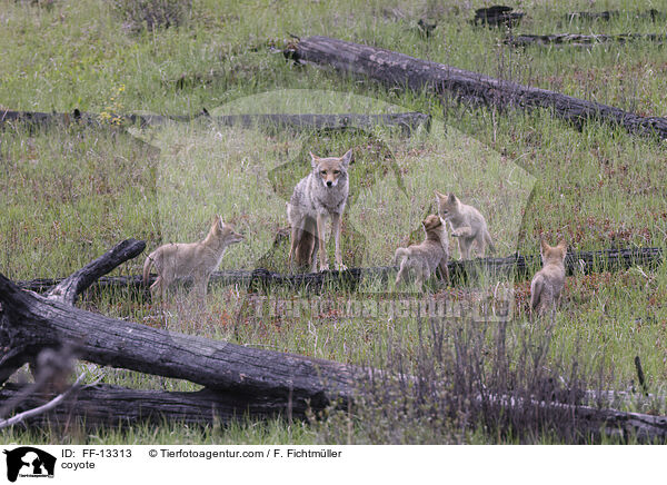 Kojote / coyote / FF-13313
