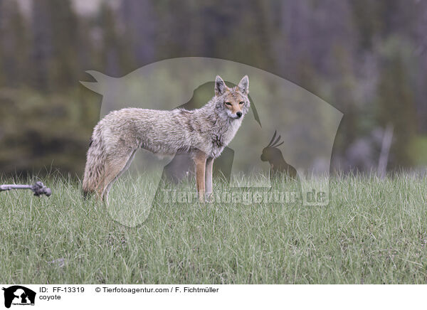 Kojote / coyote / FF-13319