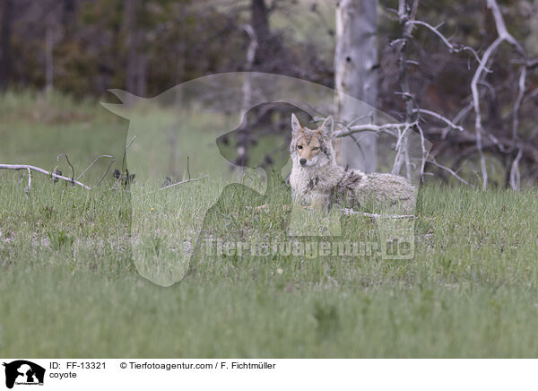 Kojote / coyote / FF-13321