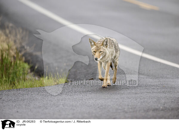 coyote / JR-06263